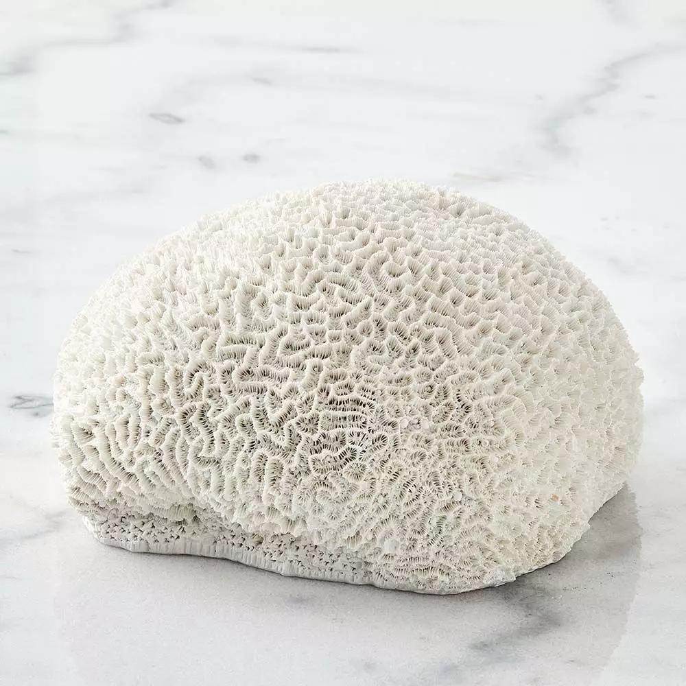 Decorative Accents | Ecology Membrane Coral White Decorative Accents Decorative Accents