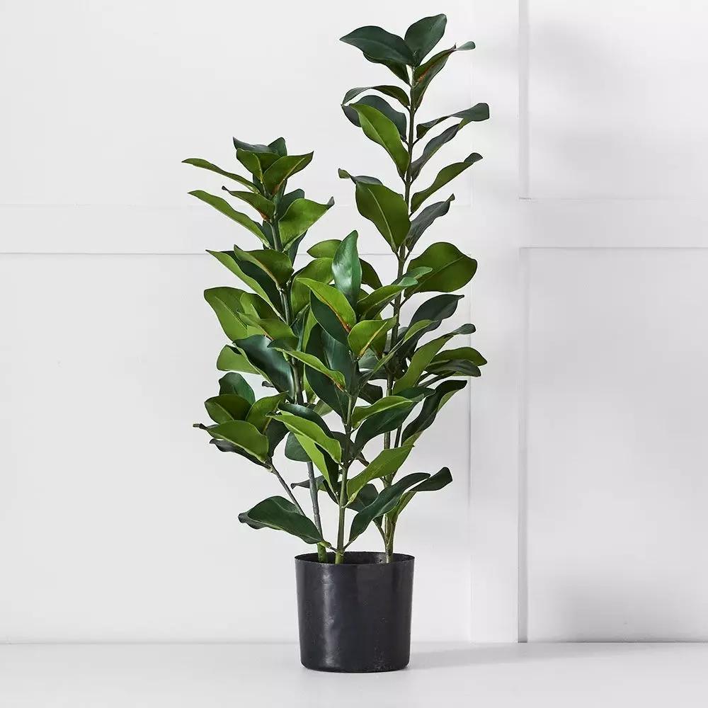 Decorative Accents | Potted Emperor Plant Green Decorative Accents Decorative Accents