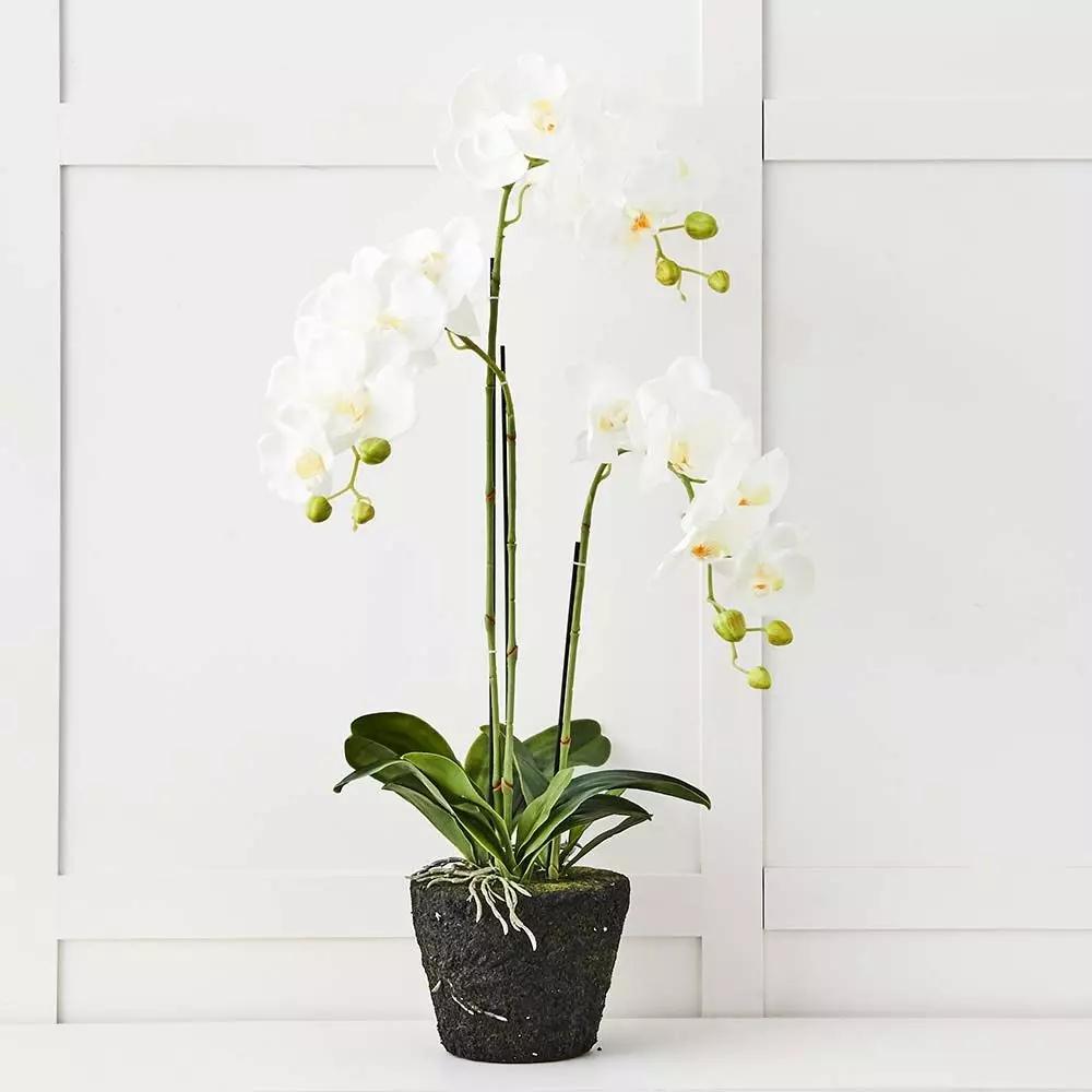 Flowers & Greenery | Blume 3 Stem Orchid White Flowers & Greenery Flowers & Greenery