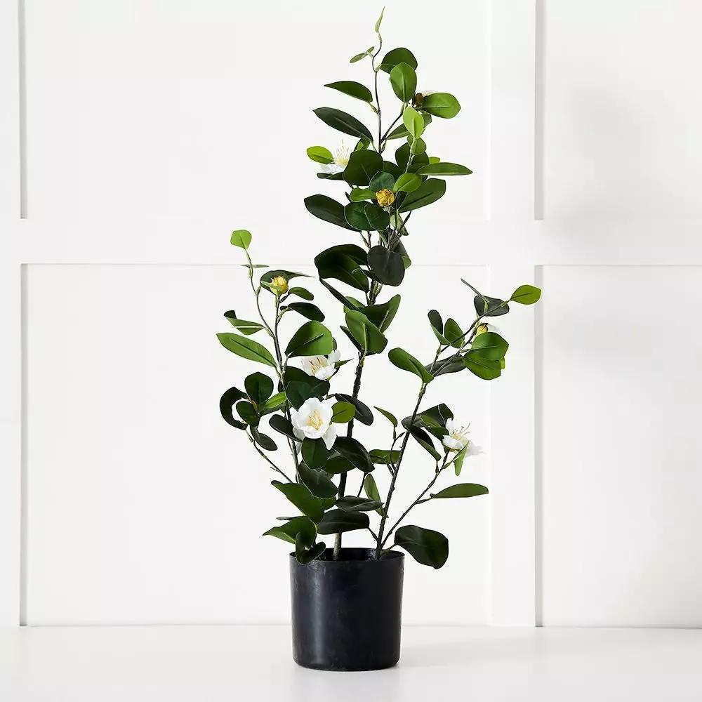 Flowers & Greenery | Potted Camelia Green Flowers & Greenery Flowers & Greenery