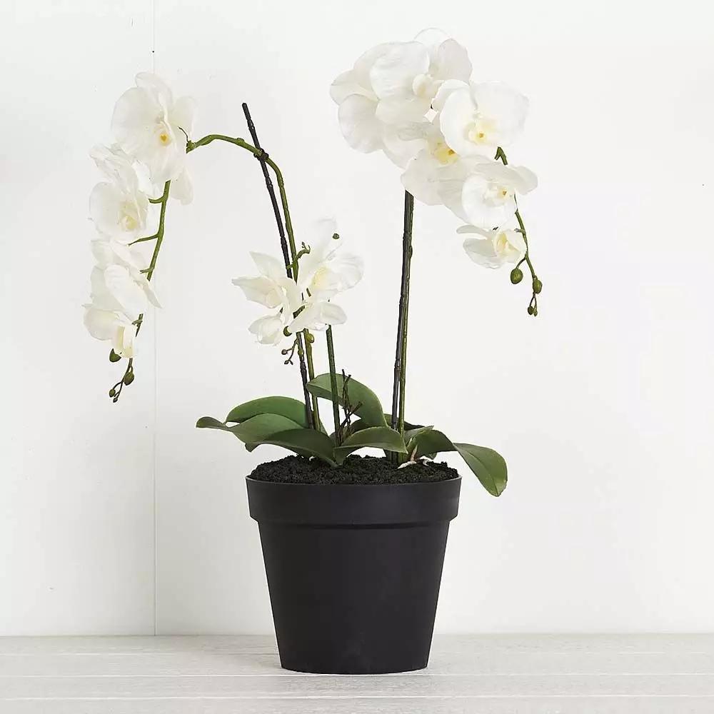 Flowers & Greenery | Potted Orchid Phalaenopsis Green Flowers & Greenery Flowers & Greenery