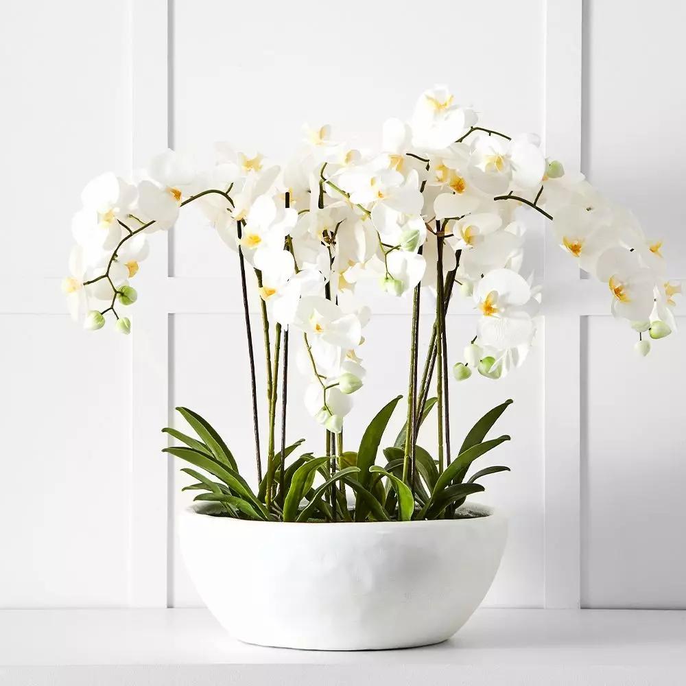 Flowers & Greenery | Potted Orchid White Flowers & Greenery Flowers & Greenery