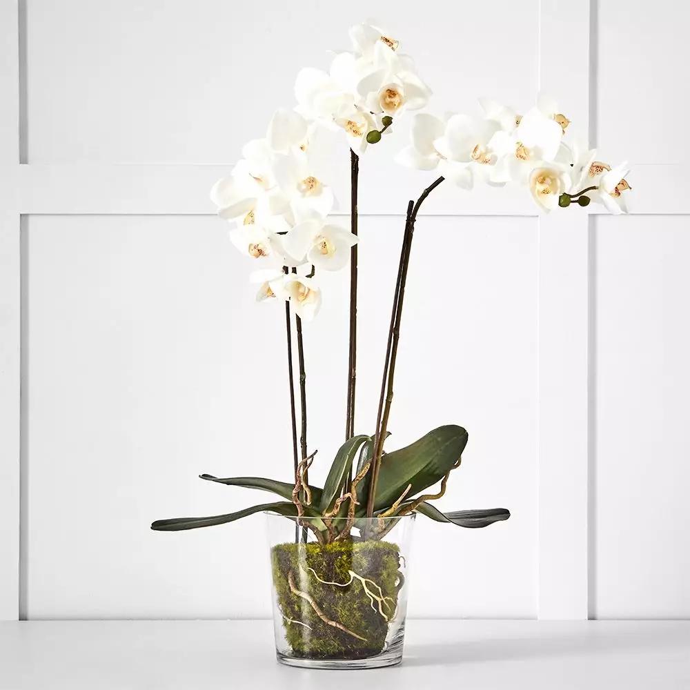 Flowers & Greenery | Potted Orchid White Decorative Accents Decorative Accents