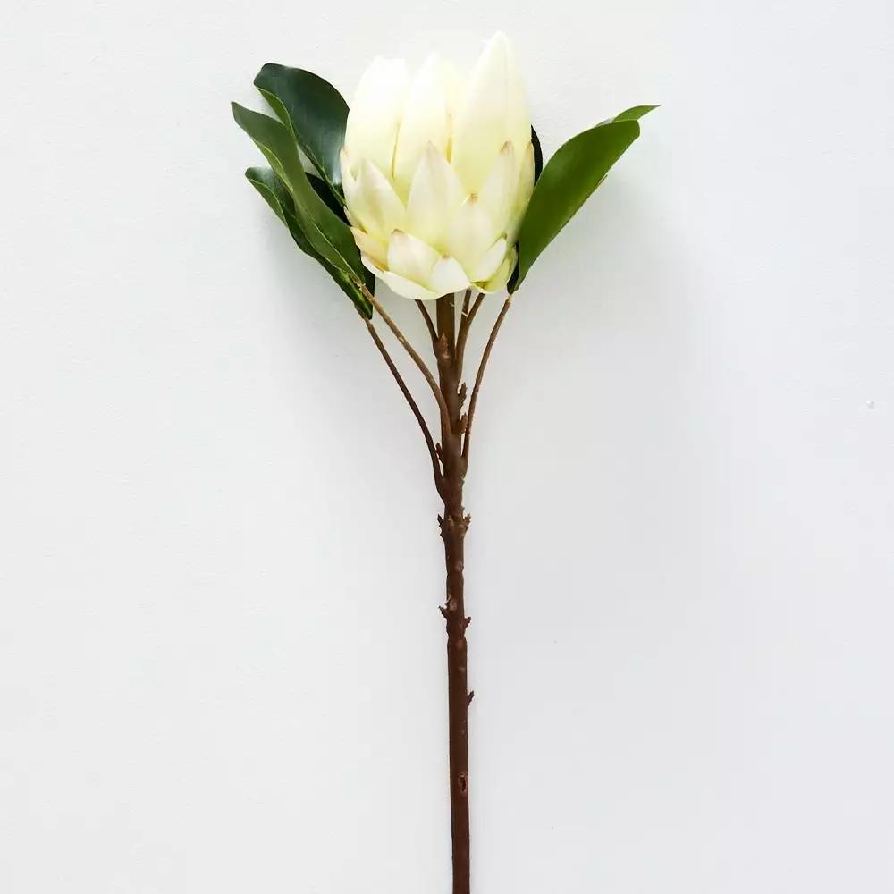 Flowers & Greenery | Protea Flower White Flowers & Greenery Flowers & Greenery