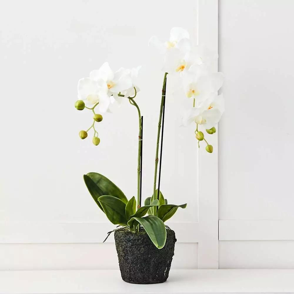 Flowers & Greenery | Blume 2 Stem Orchid White Flowers & Greenery Flowers & Greenery