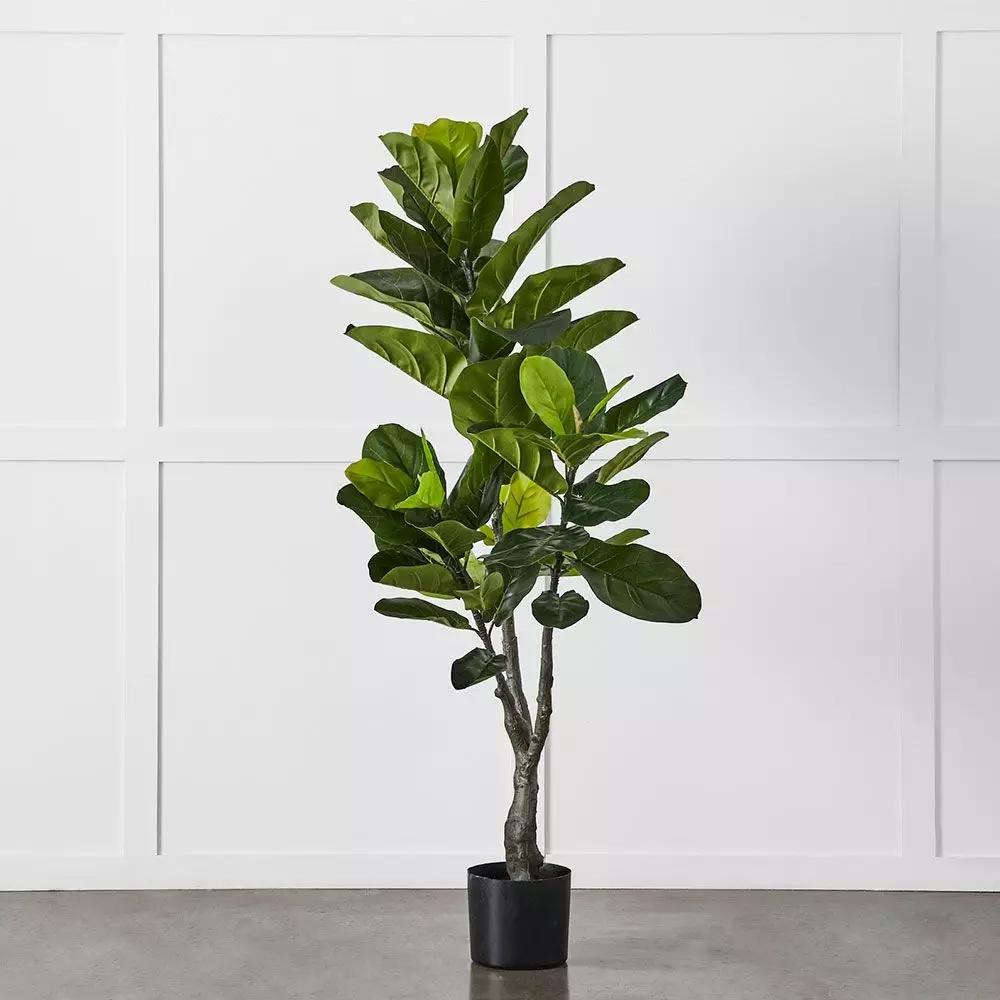 Flowers & Greenery | Potted Ficus Green Flowers & Greenery Flowers & Greenery